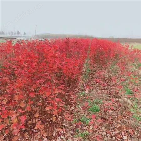 大型美国红枫基地 2019年美国红枫 供应5公分-12公分美国红枫