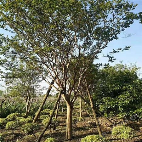 江西紫薇苗基地百日红紫薇大叶紫薇 主干高出售