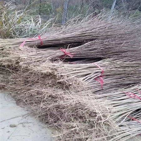 紫薇小苗紫薇小苗 乔木批发基地红花紫薇