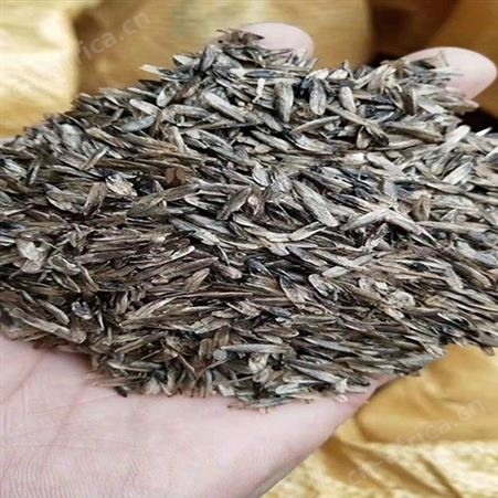 枫香树 枫树产地一手货源12公分枫香报价