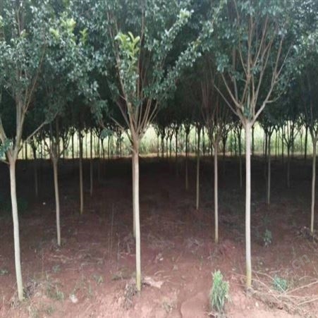雄风园林精品大紫薇 紫薇小苗 乔木批发基地 紫薇桩价格