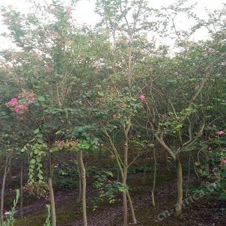 江西紫薇苗基地百日红紫薇大叶紫薇 主干高出售