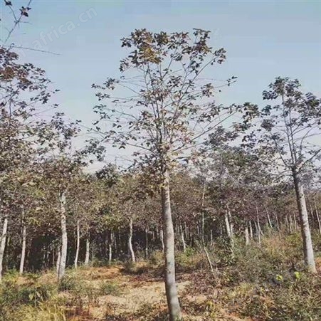 枫香基地直销枫香价格九江枫香2公分枫香价格