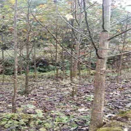 雄风园林3公分马褂木批发 各种规格马褂木 马褂木批发