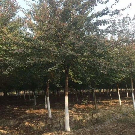 直销 三角枫造型三角枫三角枫树苗价格