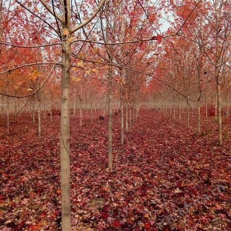美国红枫价格十公分美国红枫苗圃批发直销彩色观叶植物