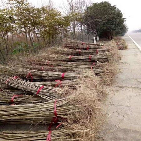紫薇小苗紫薇小苗 乔木批发基地红花紫薇