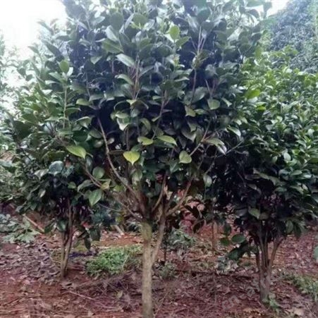 批发#3公分茶花树价格多种规格茶花苗供应高杆香茶花苗