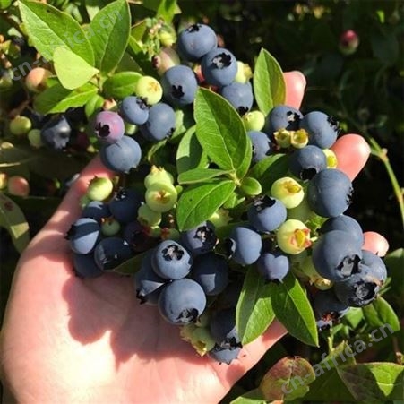 带花发货特大蓝莓树苗南方北方四季蓝莓苗盆栽地栽蓝莓苗水果家庭庭院阳台种植
