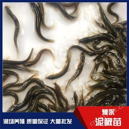 湖北泥鳅寸苗 泥鳅苗价格低