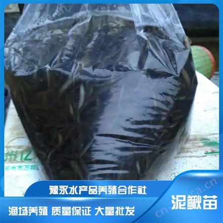 山东水花苗泥鳅 泥鳅养殖行情
