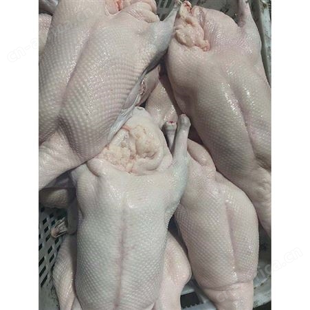 烤鹅专用老鹅 黑棕鹅价格 新鲜光鹅 卤鹅翅食材 鲜鹅皇