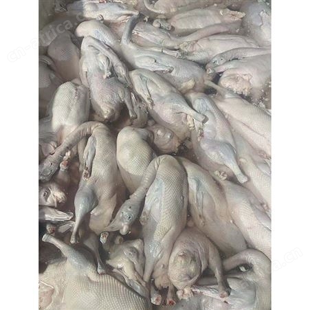 正宗黑棕鹅 冰鲜鹅 常年供应 鲜鹅皇