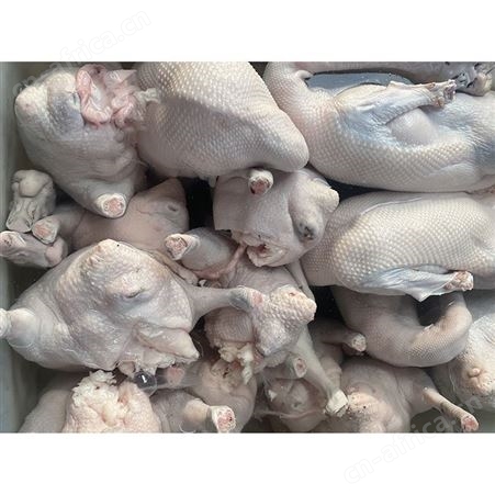 烤鹅专用老鹅 黑棕鹅价格 新鲜光鹅 卤鹅翅食材 鲜鹅皇