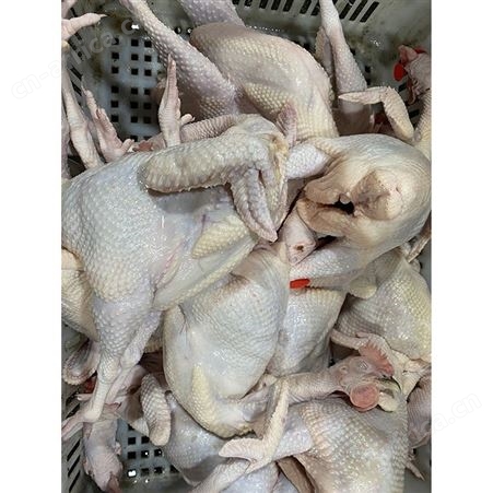 草鹅 黑棕鹅 卤鹅翅食材 冷冻黑棕鹅批发 鲜鹅皇