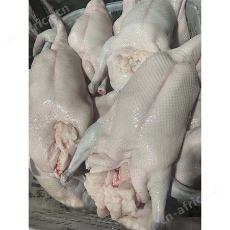 新鲜黑棕鹅现 冷冻光鹅 冰鲜鹅 多肉鹅脚翅 鲜鹅皇