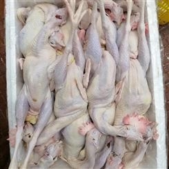 厂家批发广东清远鸡现杀冰鲜发货