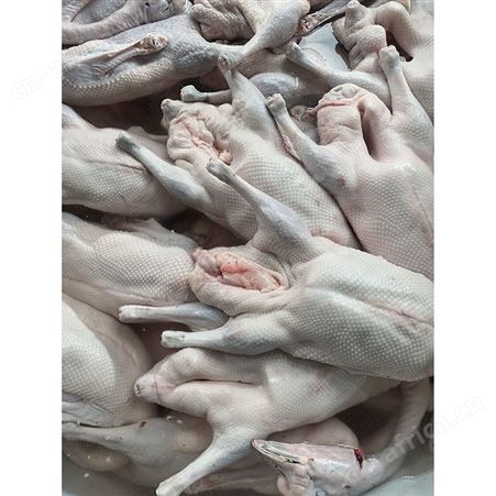 烤鹅专用老鹅 黑棕鹅价格 新鲜光鹅 卤鹅翅食材 鲜鹅皇