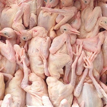 整只乳鸽现货批发 广东乳鸽