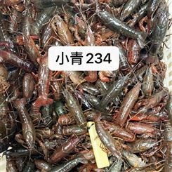 湖北潜江小龙虾鲜活清水活虾30/50斤234钱硬规格活体青虾红虾包邮