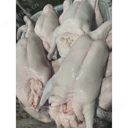 草鹅 黑棕鹅 卤鹅翅食材 冷冻黑棕鹅批发 鲜鹅皇