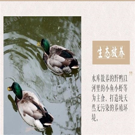 洪湖鸭子_神融_鸭子供应_*量大从优
