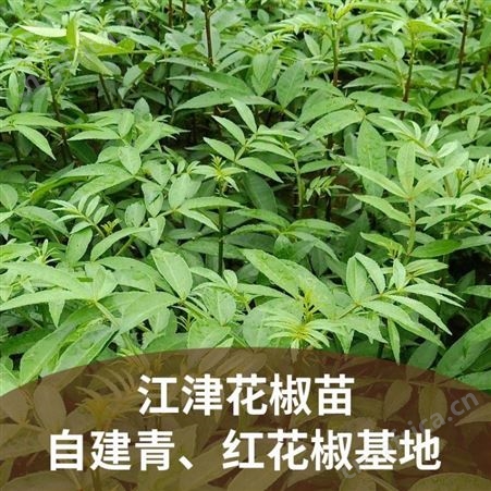 原产地青花椒 特麻四川青花椒麻椒散装-优友供应链