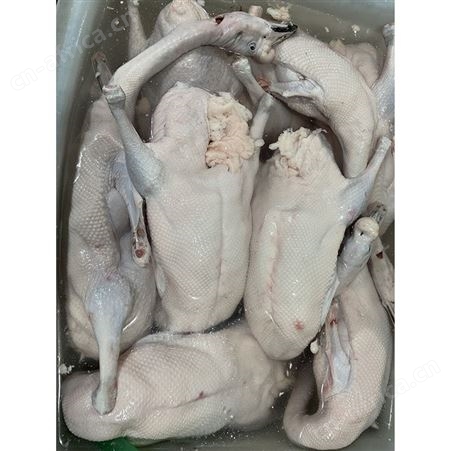 新鲜黑棕鹅现 棚鹅 速冻整鹅烧鹅 去膛黑棕鹅 鲜鹅皇
