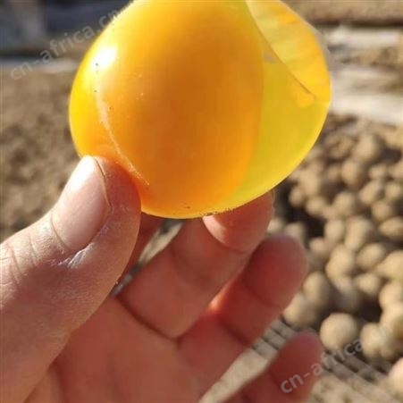 批发变蛋_黄金变蛋_质量可靠_价位合理_新东方