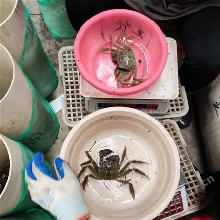 现捞母蟹批发小规格每只2.5两规格母蟹11月9号44元每斤