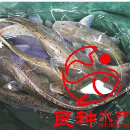 全国批发斑点叉尾鮰鱼苗 生长快 适应性广良种水产中心可提供免费技术支持