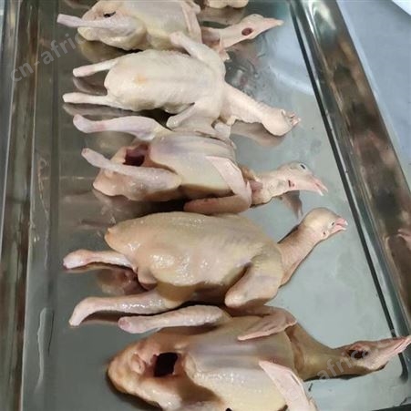 整只乳鸽现货批发 广东乳鸽
