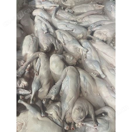 冻鹅 狮头鹅 新鲜光鹅 净光鹅 鲜鹅皇
