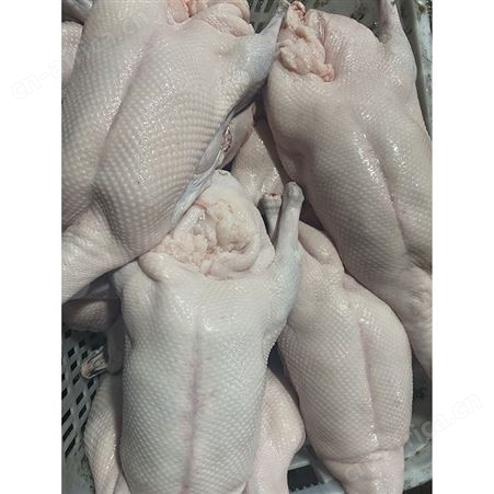 棚鹅 卤鹅翅食材 基地直供 鲜鹅皇