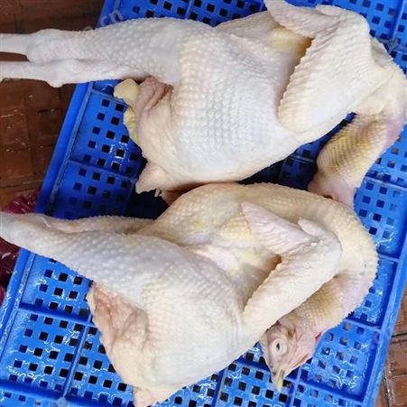 新鲜冷冻三黄鸡 清远鸡 文昌鸡 整只