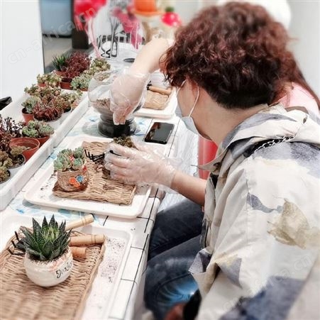 武汉多肉植物DIY 汉阳多肉植物 楼盘多肉植物