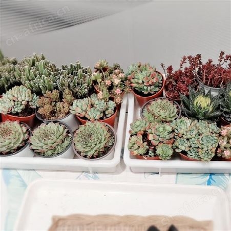 武汉多肉植物DIY 汉阳多肉植物 楼盘多肉植物