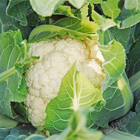 日照緑拓食品--速冻蔬菜工厂-速冻白花菜批发