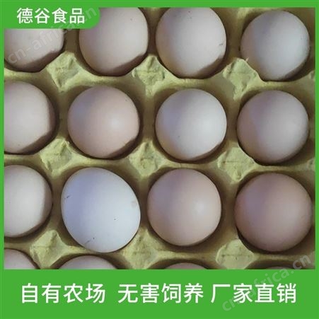 鲜鸡蛋_鲜鸡蛋礼盒_产地直销_德谷食品_量大从优