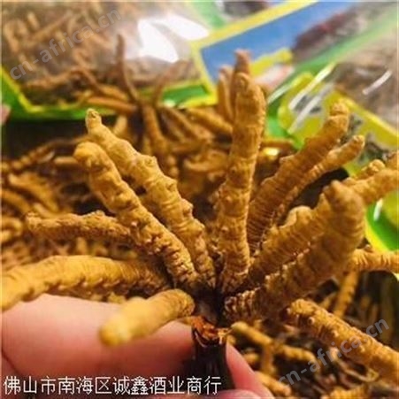 陈家祠冬虫夏草回收中心