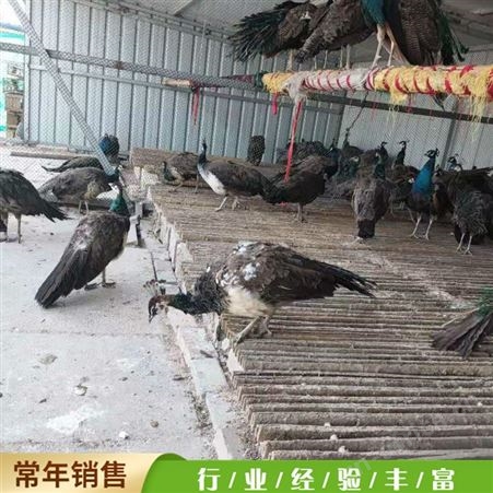 大型养殖孔雀 动物园孔雀 成年开屏孔雀 长期销售
