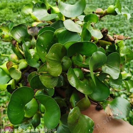 水葫芦价格  全新水生植物