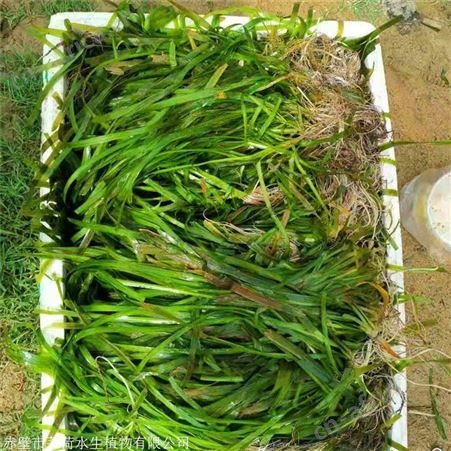 莘荷水生 苦草种苗 耐寒苦草 园林绿植