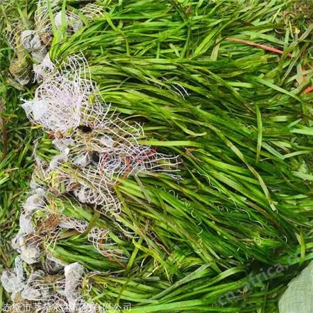 莘荷水生 批发大苦草  矮生耐寒苦草 园林绿植