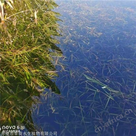 莘荷水生 耐寒苦草 河道绿化苦草 园林绿化