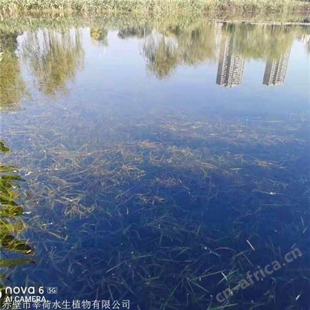 莘荷水生 刺苦草 沉水植物 常年出售