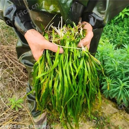 莘荷水生 苦草种苗 耐寒苦草 园林绿植