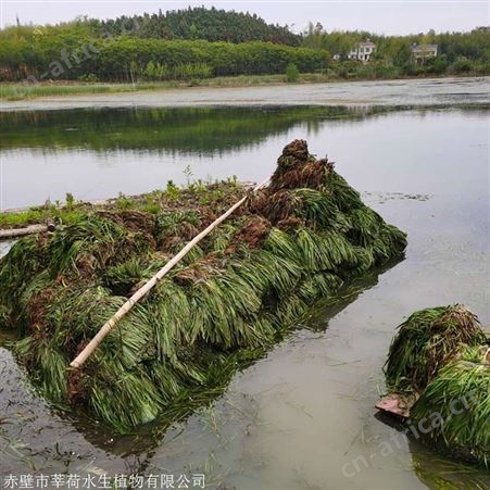 高质量苦草生产厂家  苦草报价