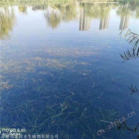 莘荷水生 批发大苦草  矮生耐寒苦草 园林绿植