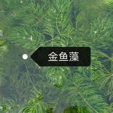 金鱼藻店长推荐  供应金鱼藻厂